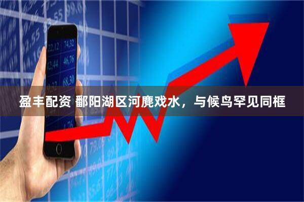 盈丰配资 鄱阳湖区河麂戏水，与候鸟罕见同框